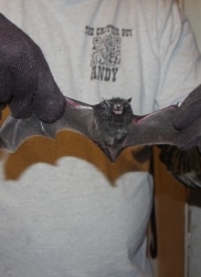 a bat