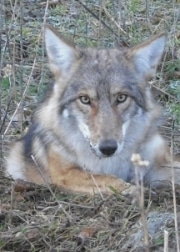 a coyote