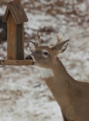 Deer Removal