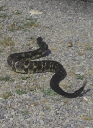 a rattlesnake