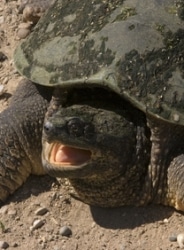 a snapping turtle