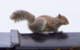 Squirrel on a rooftop