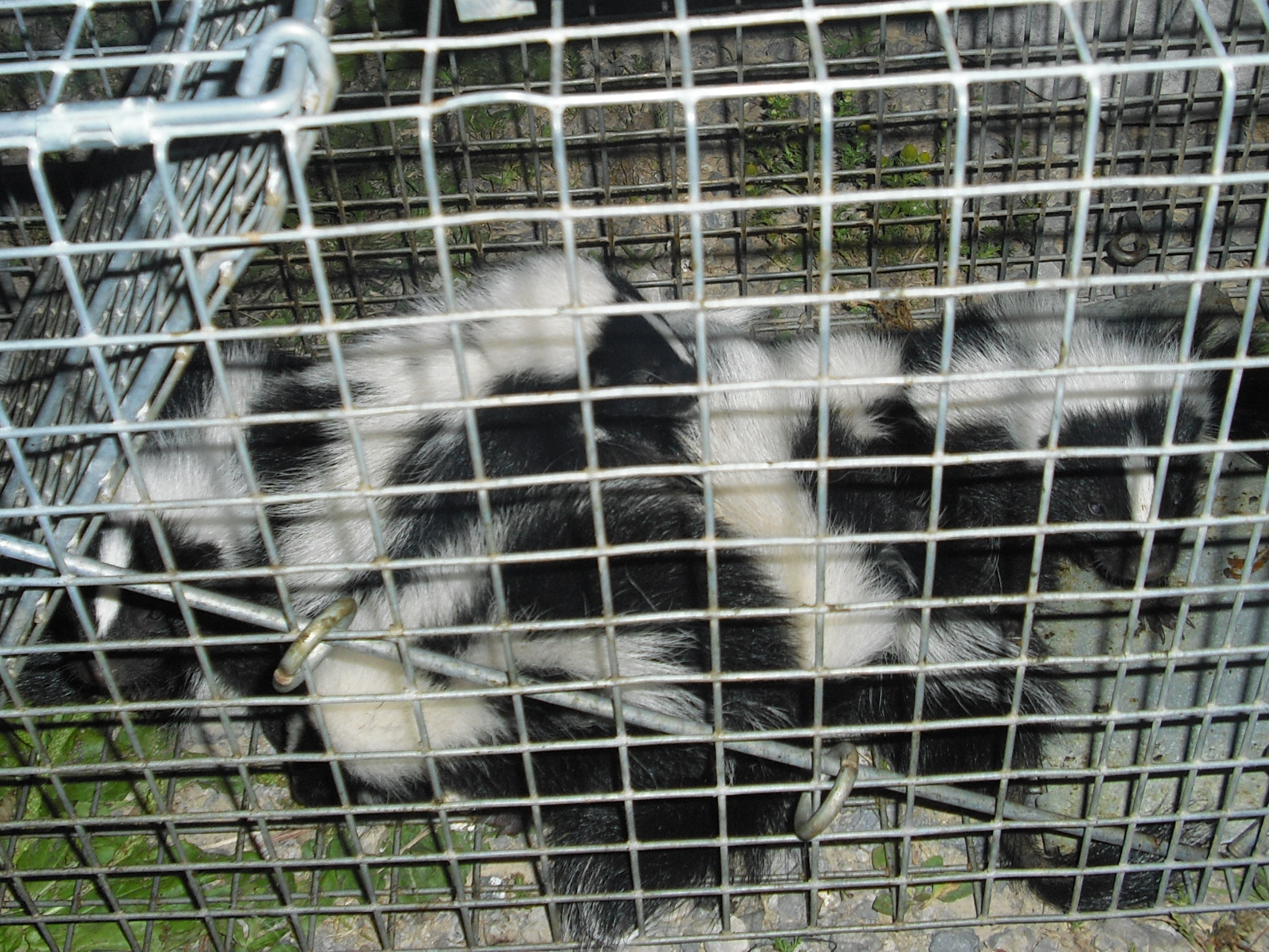 A cage trap with several young skunks inside