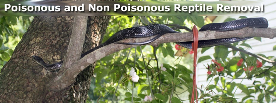 Poisonous and non poisonous reptile removal.